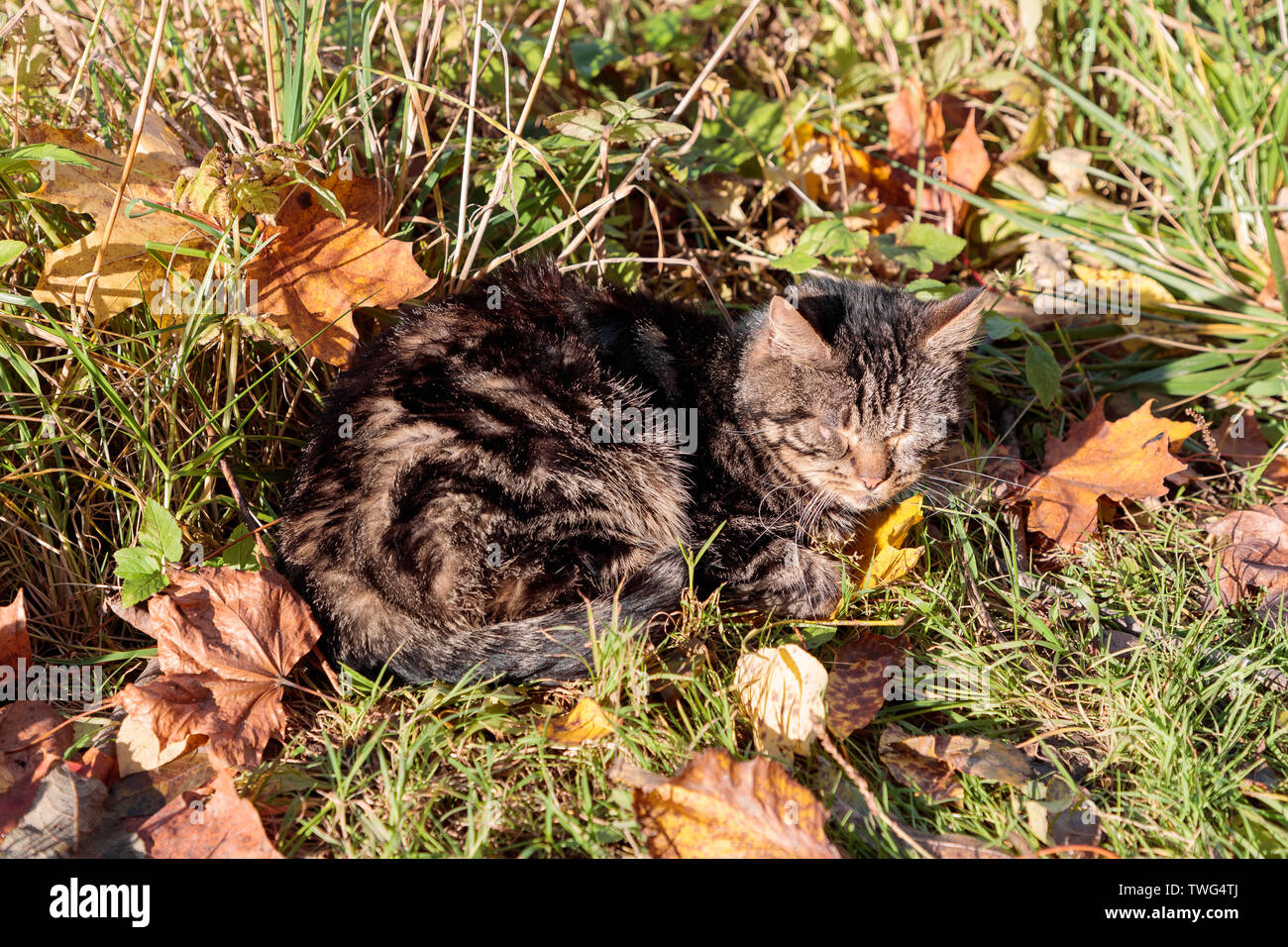 Graue Katze mit geschlossenen Augen das Aalen in der Sonne im Herbst Stockfoto