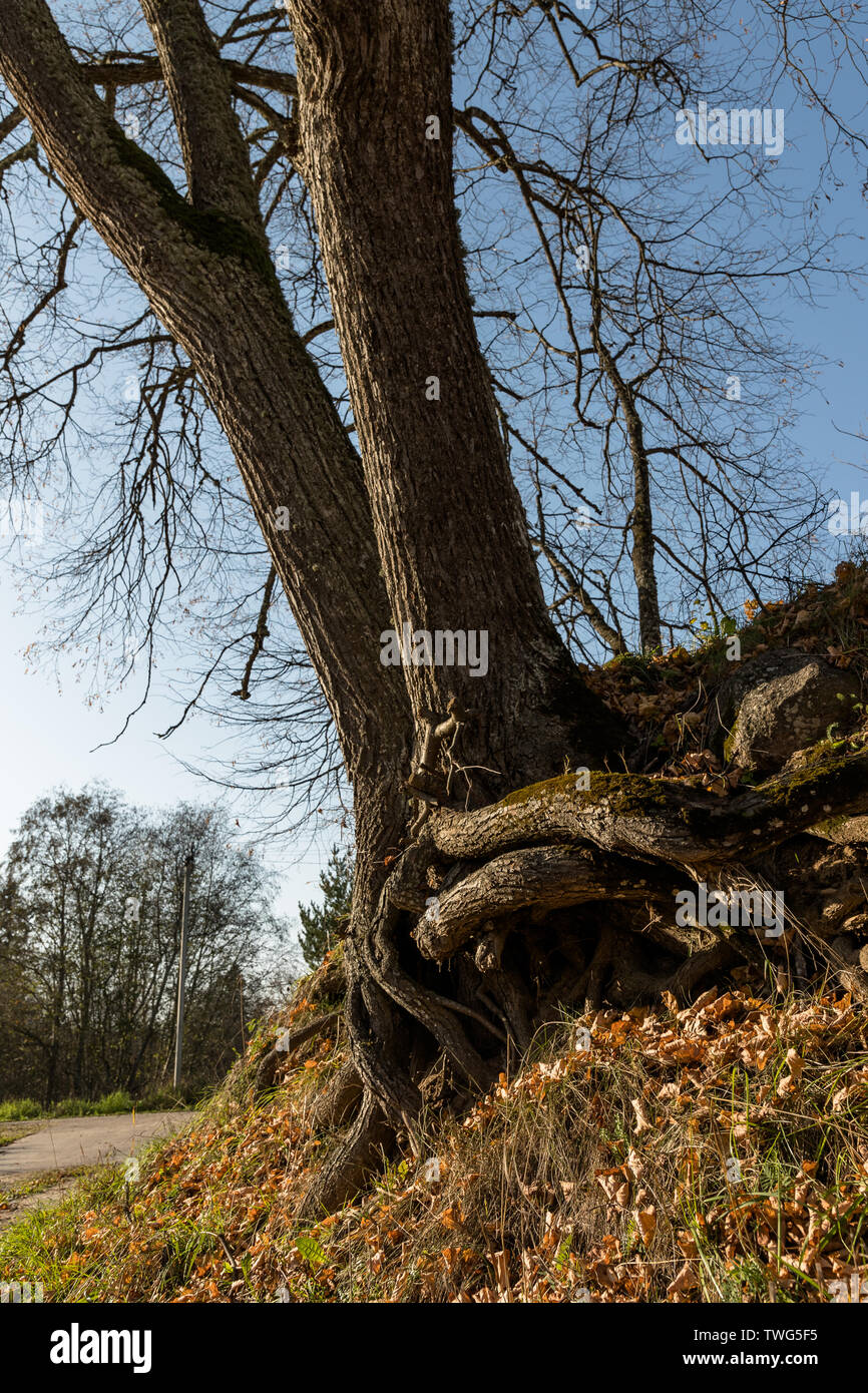 Elastisch gekrümmten Wurzeln von einem großen Baum im Herbst Stockfoto