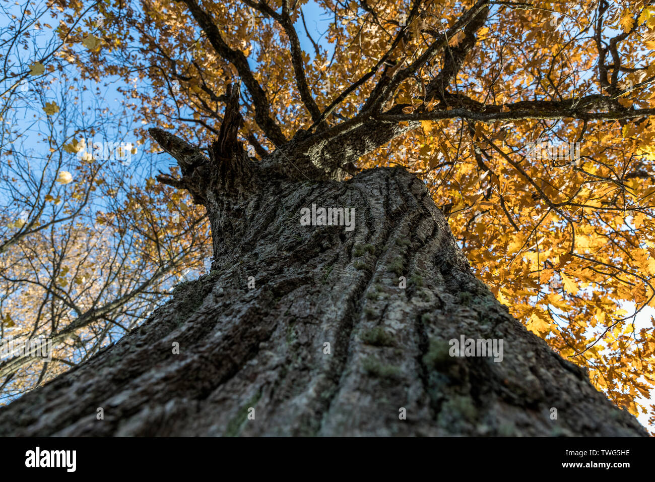 Herbst Laub der Bäume in der Tageszeit Stockfoto