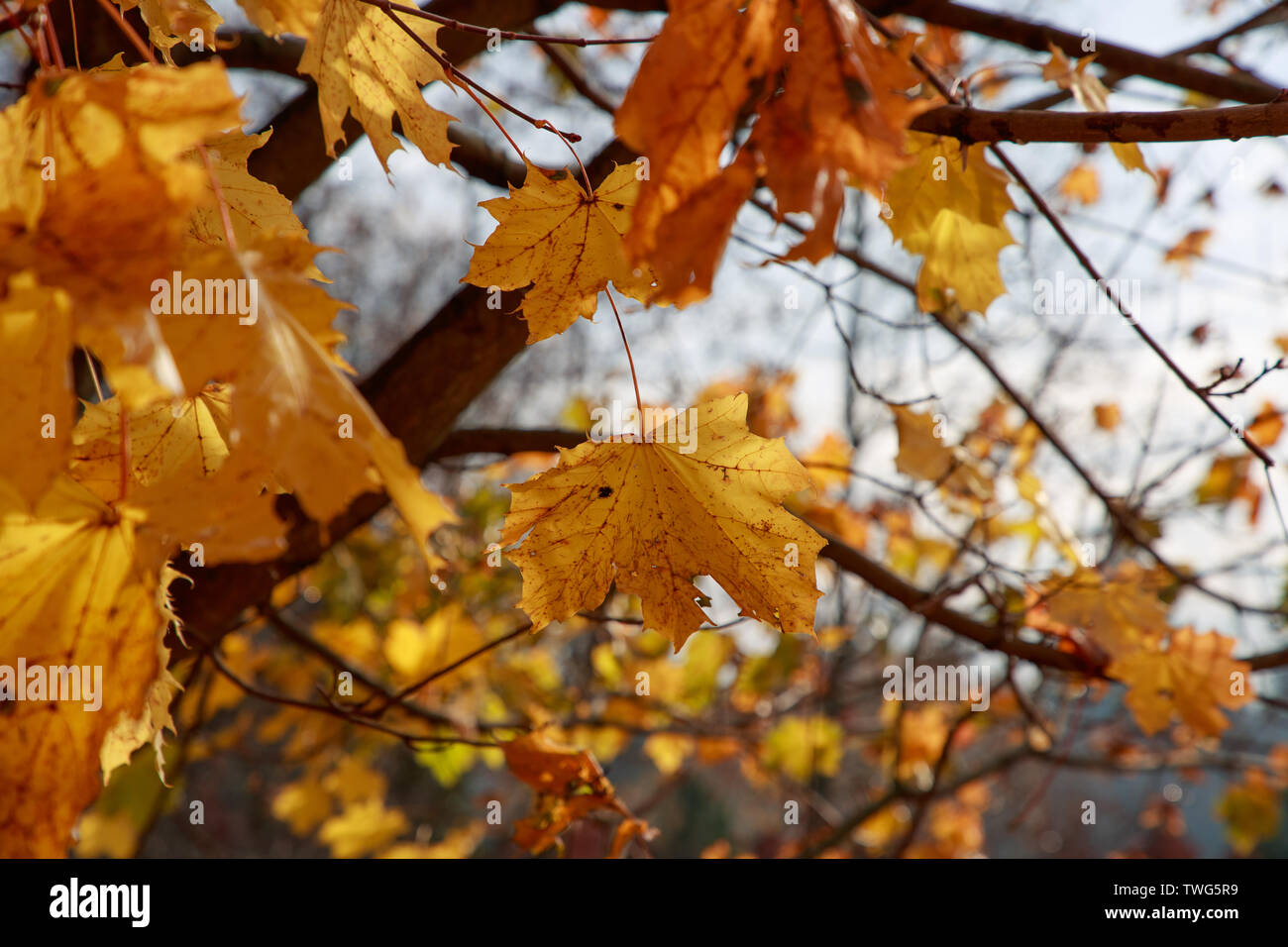 Herbst Laub der Bäume in der Tageszeit Stockfoto