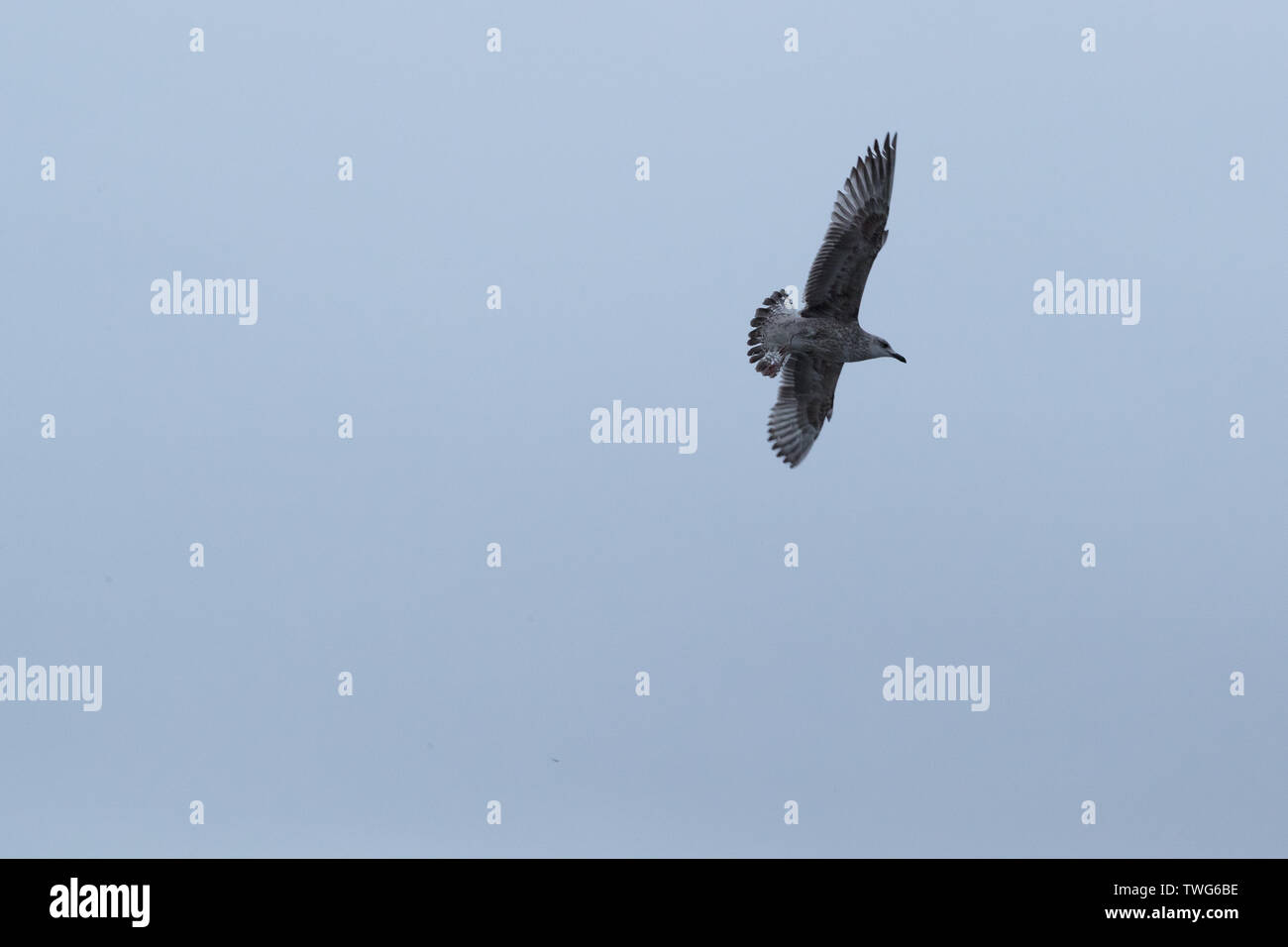 Vogel am Himmel am Abend und in der dunklen Zeit Stockfoto Vogel am Himmel am Abend und in der dunklen Zeit Stockfoto