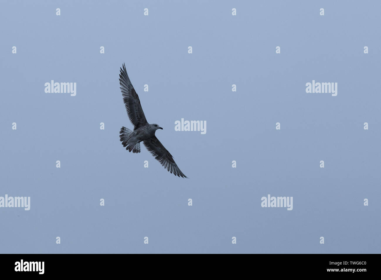 Vogel am Himmel am Abend und in der dunklen Zeit Stockfoto Vogel am Himmel am Abend und in der dunklen Zeit Stockfoto