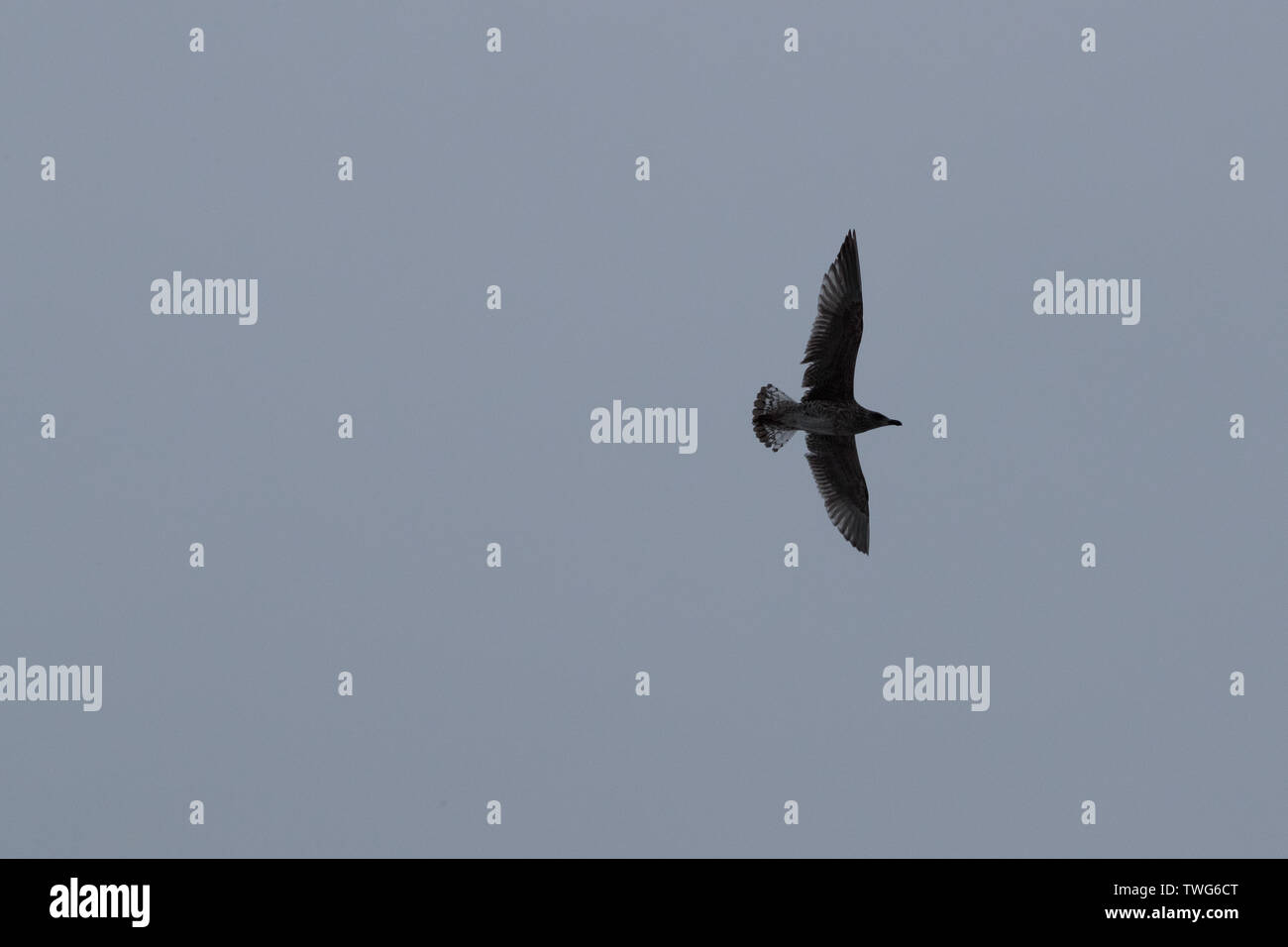 Vogel am Himmel am Abend und in der dunklen Zeit Stockfoto Vogel am Himmel am Abend und in der dunklen Zeit Stockfoto