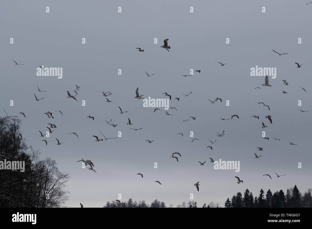 Schwarm Vögel in den Himmel am Abend Stockfoto