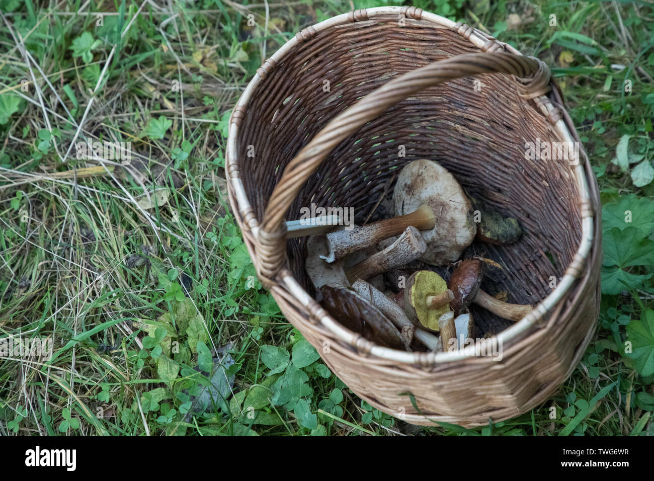 Weidenkorb mit gesammelten Pilze im Wald Stockfoto