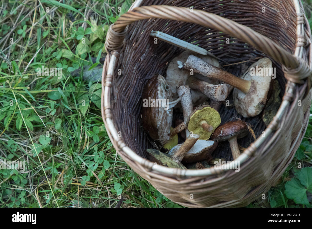 Weidenkorb mit gesammelten Pilze im Wald Stockfoto