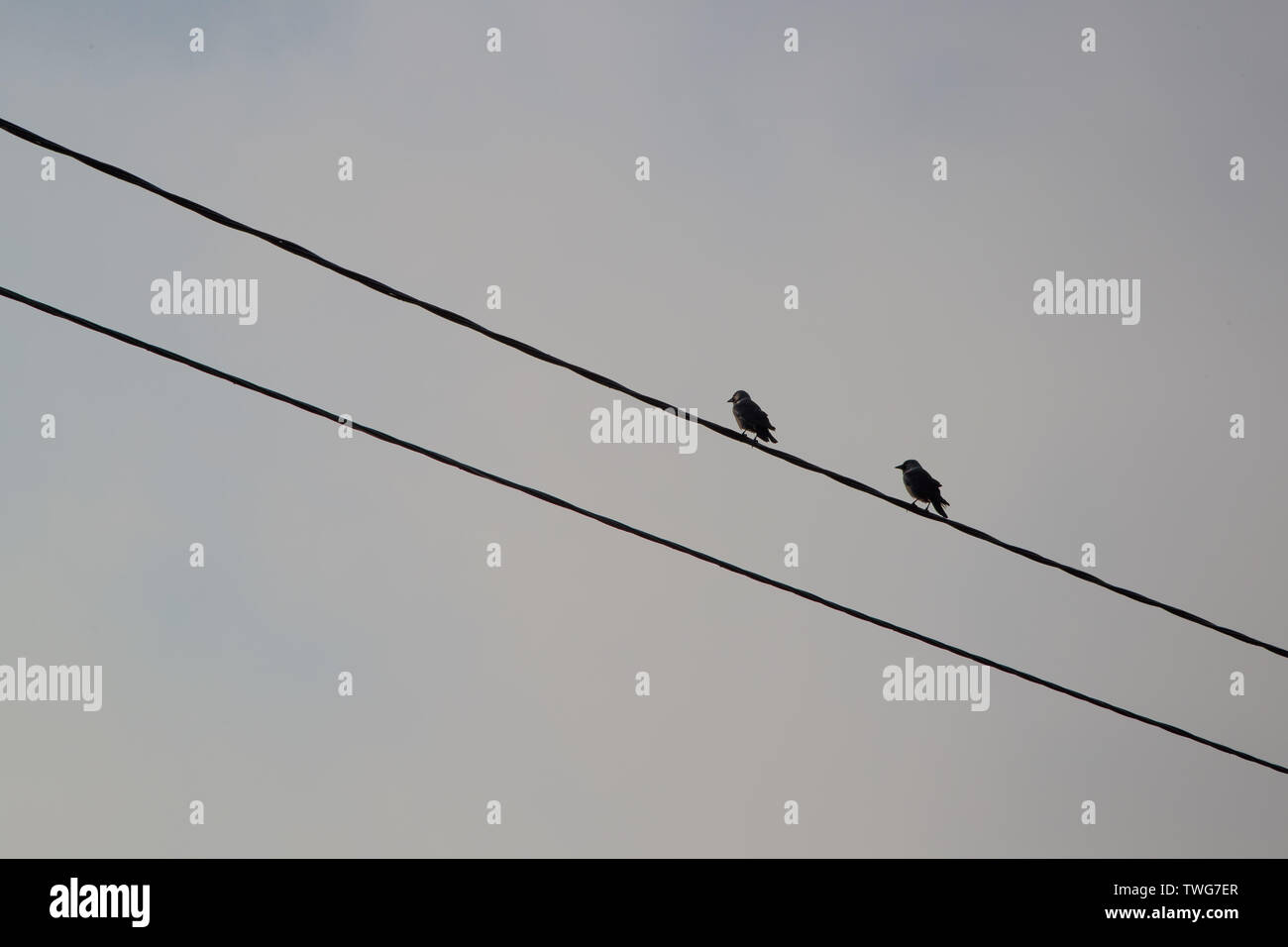Vögel sitzen auf Drähte gegen einen grauen Himmel Stockfoto