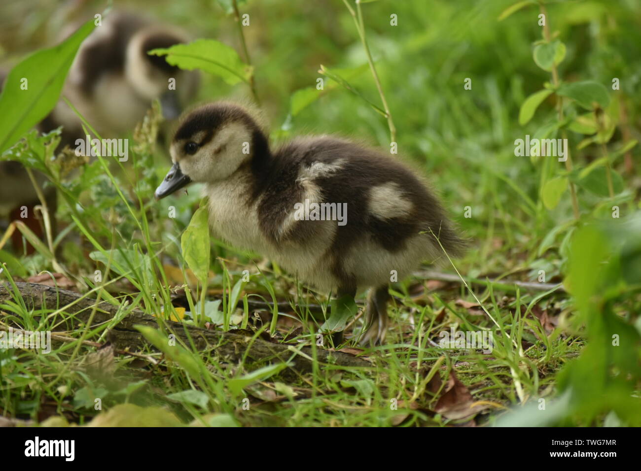 Baby Gease (Shaker) an Singleton See, Ashford Stockfoto