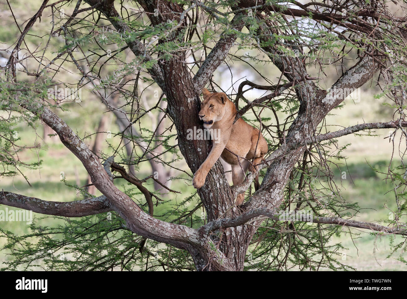Löwe (Panthera leo) sitzen auf dem Baum Stockfoto