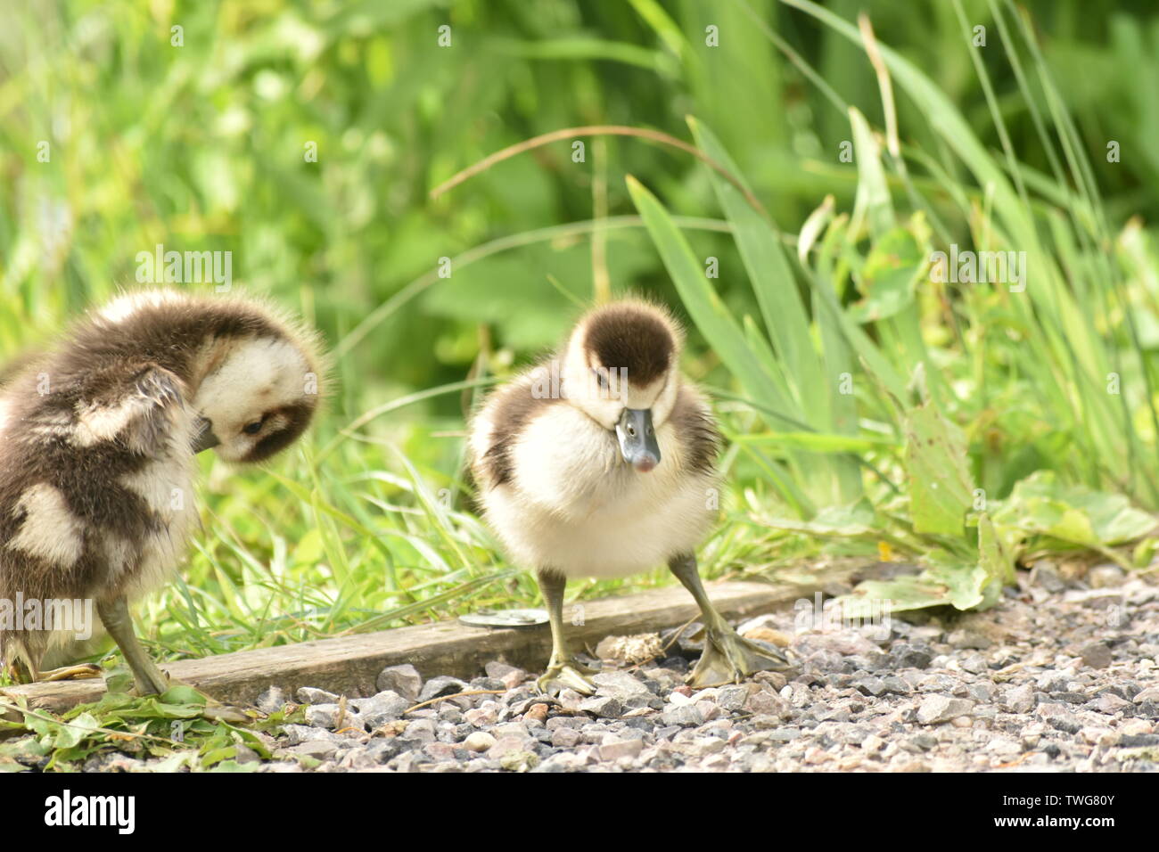 Baby Gease (Shaker) an Singleton See, Ashford Stockfoto