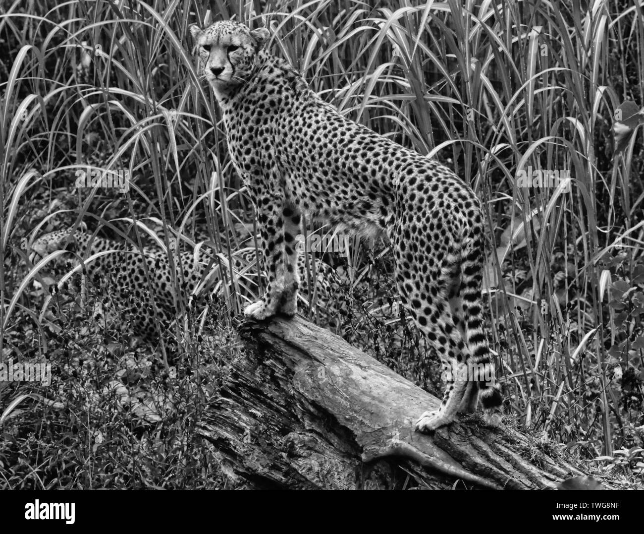 Zoo- und Wildtiere in Cheshire credit Ian Fairbrother/Alamy Stockfotos Stockfoto