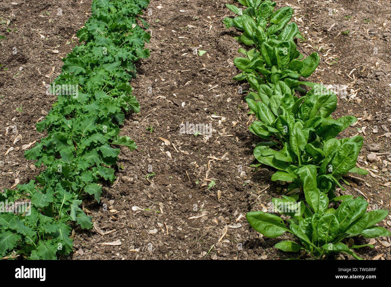 Kohl und Spinat im heimischen Garten. Ihre Blätter sind eine gemeinsame Essbare pflanzliche verbraucht entweder frisch oder nach Lagerung über Erhaltung Techniken. Stockfoto