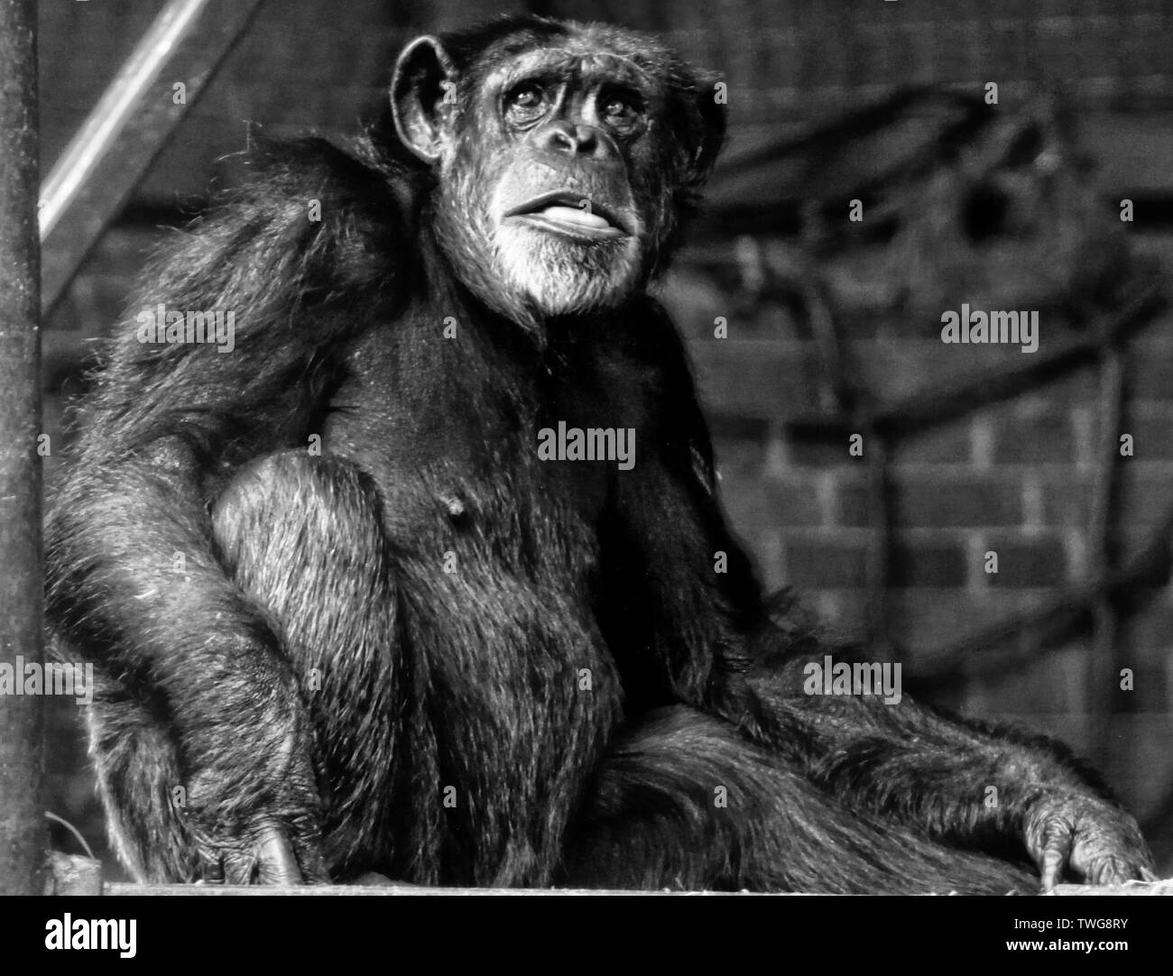 Zoo- und Wildtiere in Cheshire credit Ian Fairbrother/Alamy Stockfotos Stockfoto