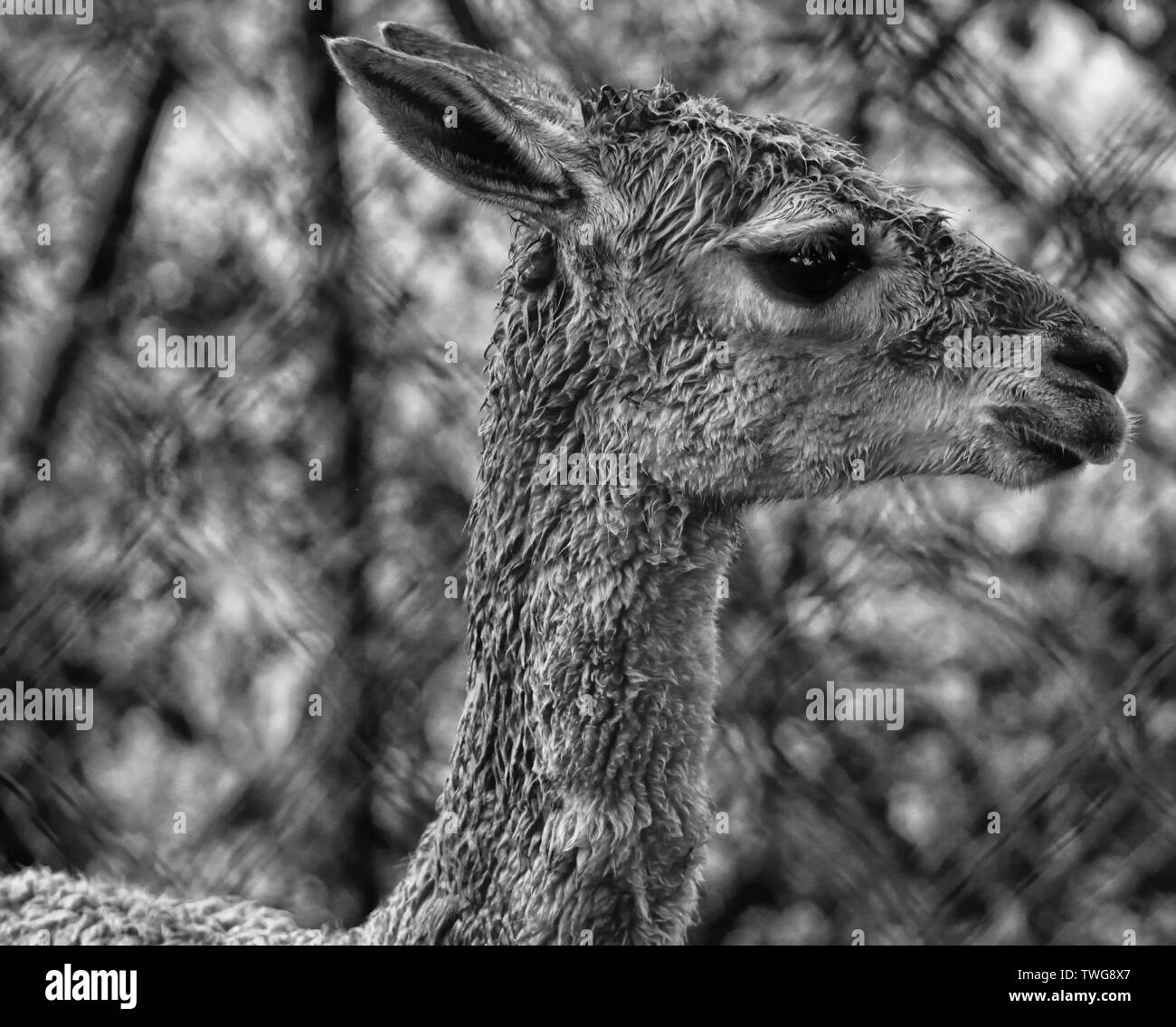 Zoo- und Wildtiere in Cheshire credit Ian Fairbrother/Alamy Stockfotos Stockfoto