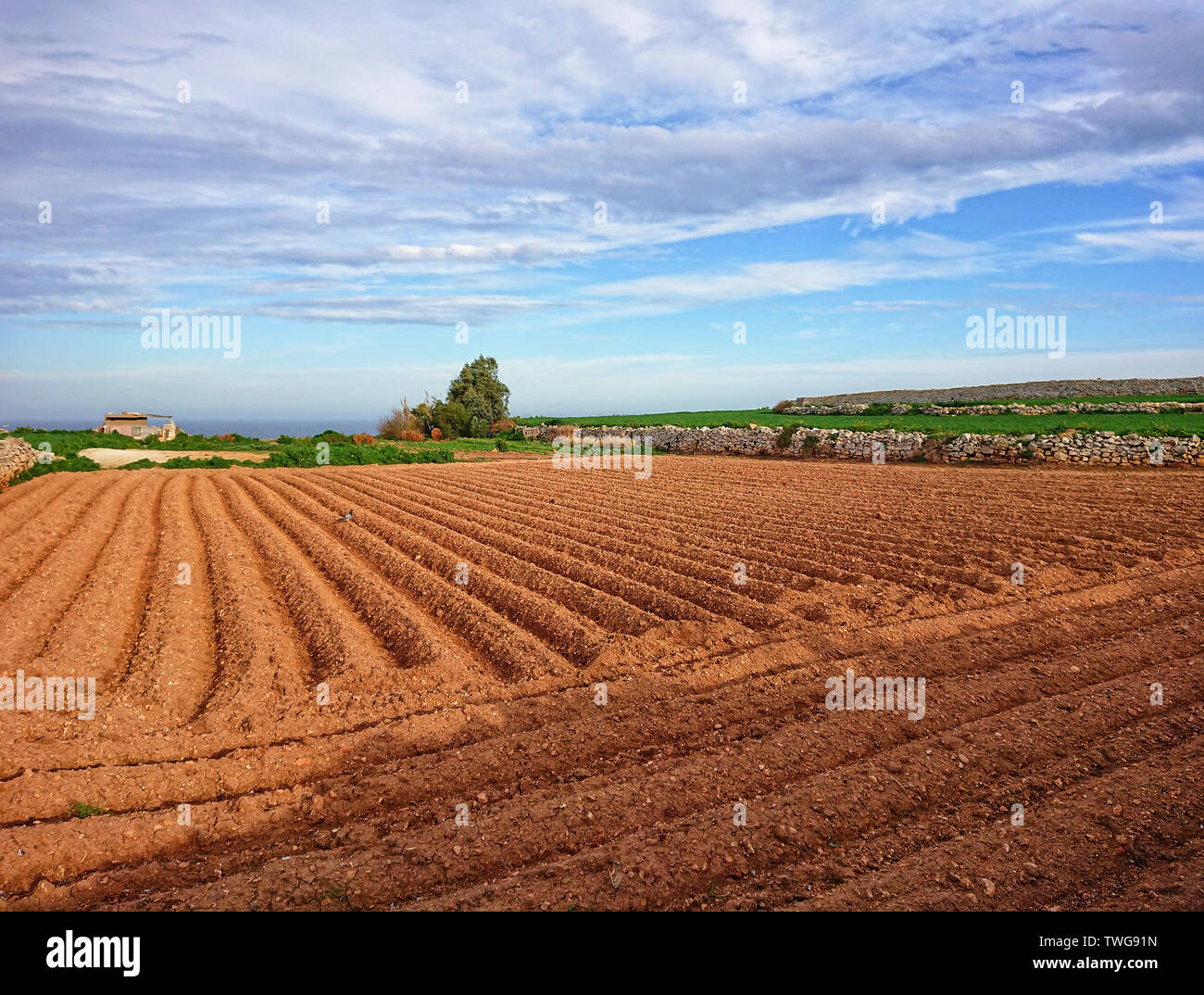 Landschaft Blick auf gepflügten landwirtschaftliches Feld für die Bepflanzung mit typischen Landschaft Landschaft von Malta vorbereitet Stockfoto