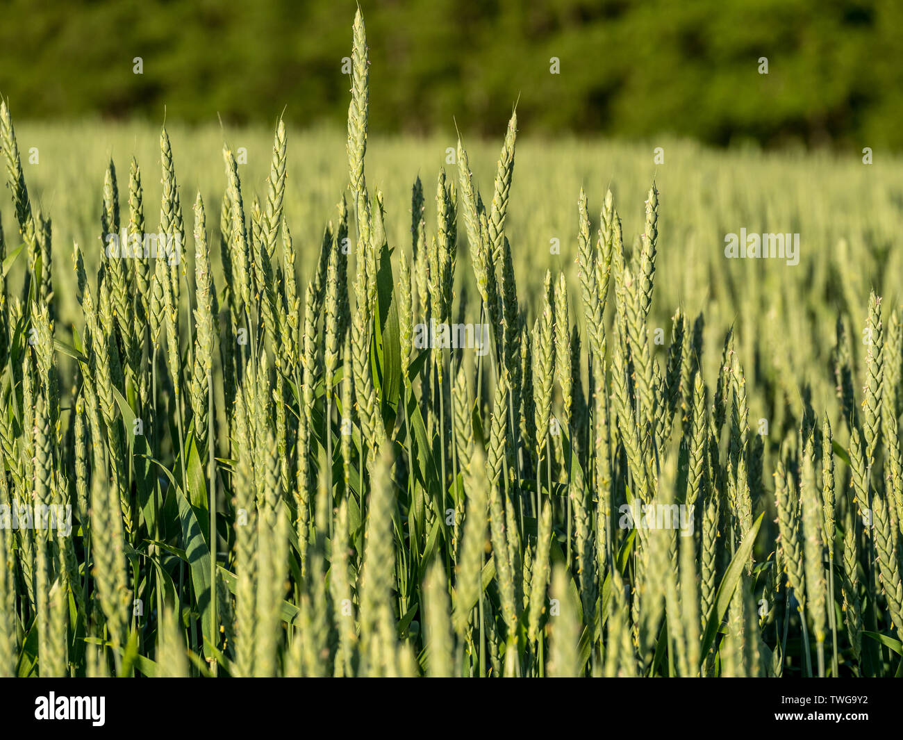 Bild von cornfeld in der frühen Saison, Roggen Stockfoto