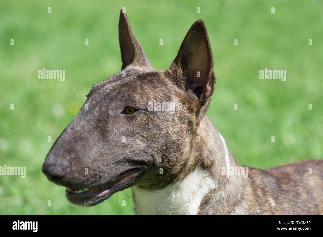 Miniatur Bullterrier brindle-Weiß steht auf einem grünen Gras. English Bull Terrier oder Keil. Heimtiere. Stockfoto