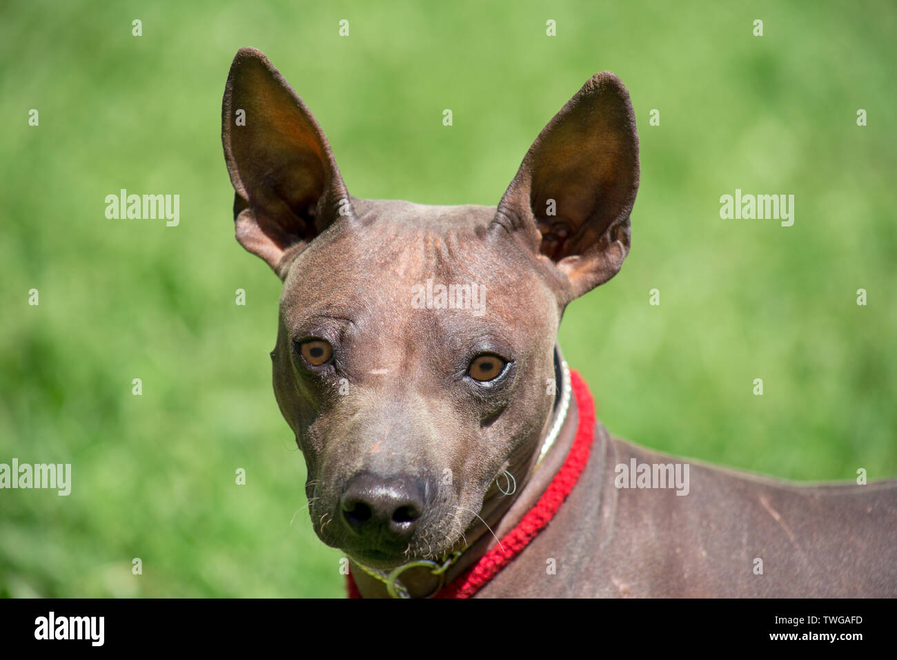 Hairless Dog Stockfotos Und Bilder Kaufen Seite 2 Alamy