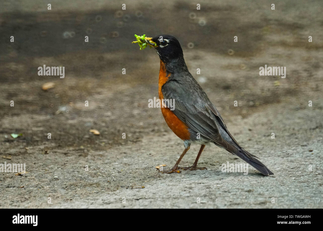Montreal, Kanada, 16. Juni 2019. Eine amerikanische Robin mit einem Zweig im Schnabel. Montreal, Quebec, Kanada. Credit: Mario Beauregard/Alamy leben Nachrichten Stockfoto