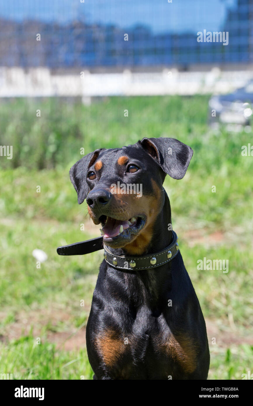 Süße Deutsche Pinscher Welpen sitzt auf einer Frühlingswiese. Heimtiere. Reinrassigen Hund. Stockfoto
