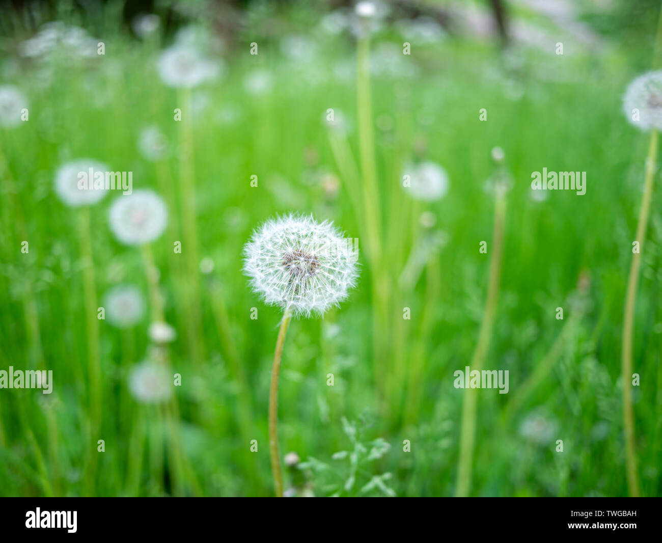Bild des schönen Löwenzahn auf der grünen Wiese, in der Nähe Stockfoto