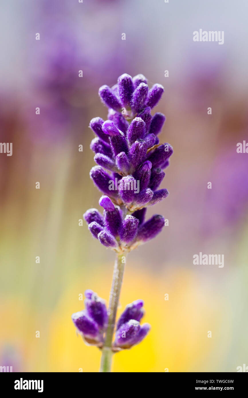 Lavandula angustifolia in einem Englischen Garten im Frühsommer. Lavendel, Lavendel Blumen. Großbritannien Stockfoto