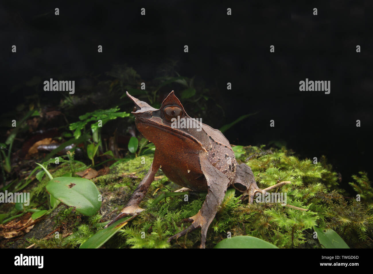 Malaiische leaf Frog, Megophrys nasuta, Stockfoto