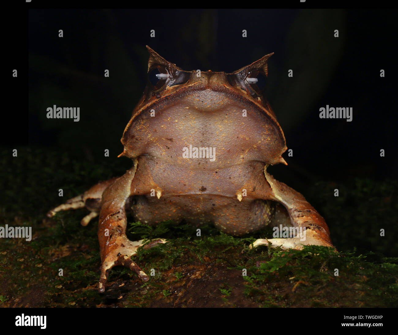 Malaiische leaf Frog, Megophrys nasuta, Stockfoto