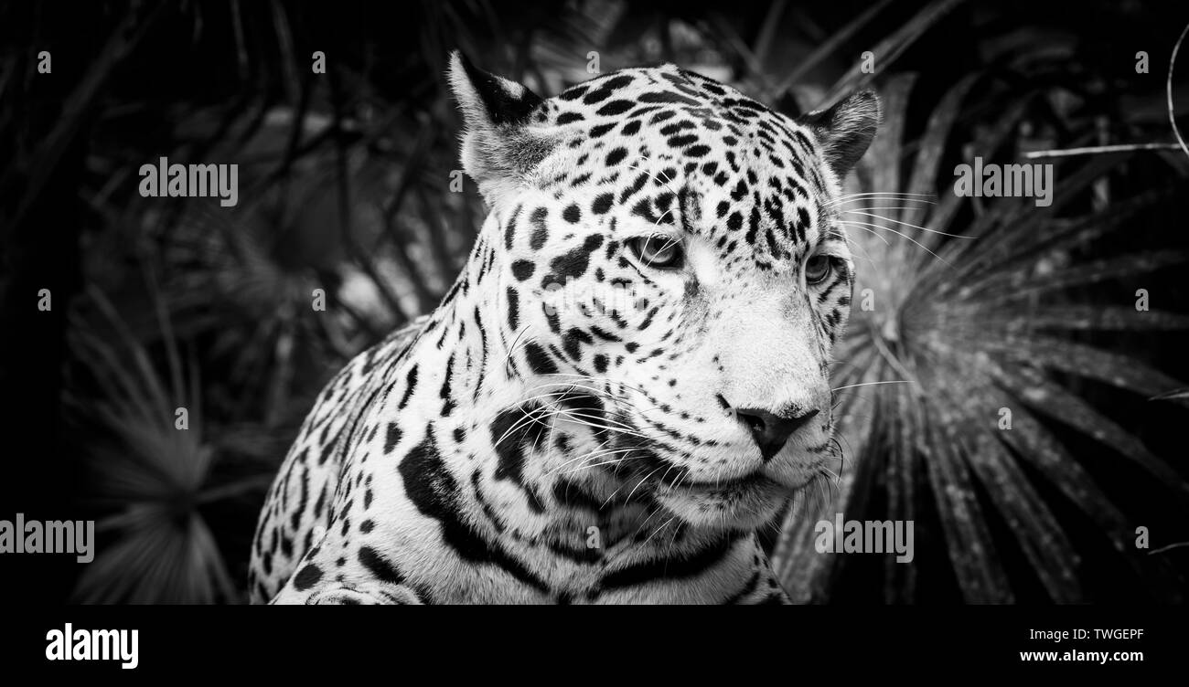 Schöne Katze Jaguar (Panthera Onca) in enger in beeindruckenden Schwarz und Weiß Stockfoto