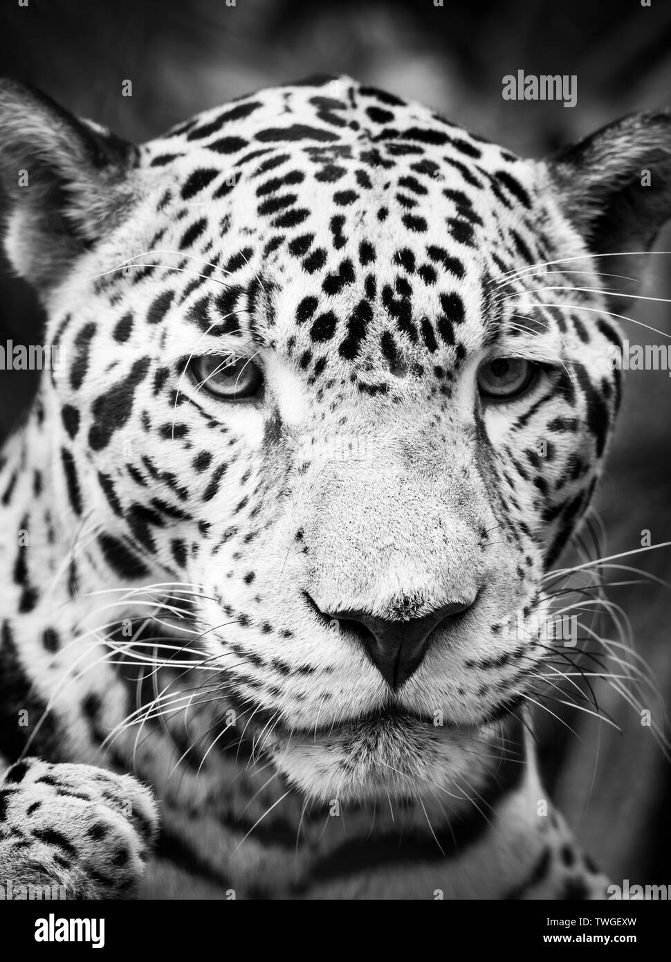 Schöne Katze Jaguar (Panthera Onca) in Nahaufnahme, Porträt in beeindruckenden Schwarz und Weiß Stockfoto
