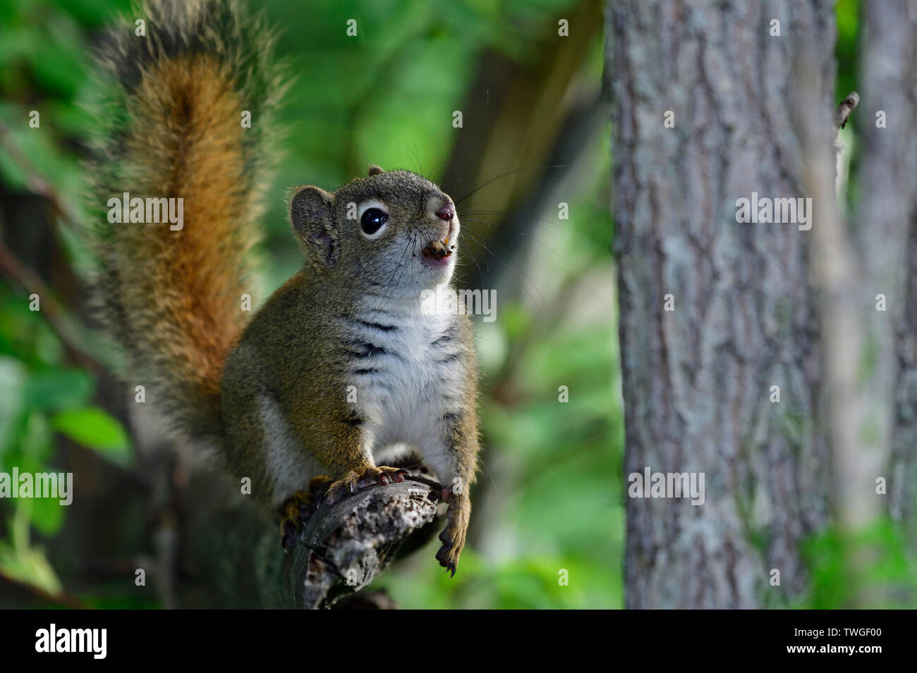 Ein rotes Eichhörnchen "Tamiasciurus hudsonicus", bereit, in einen größeren Baum beim ersten Anzeichen von Gefahr zu springen Stockfoto