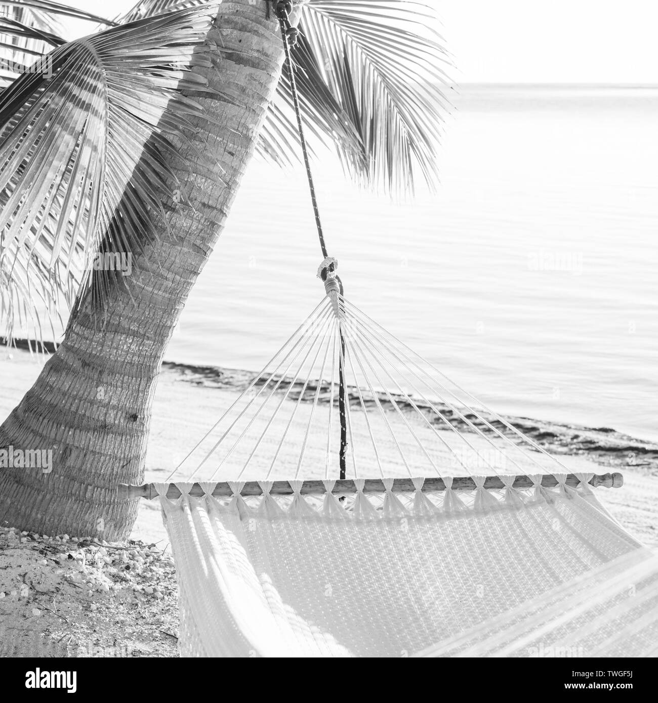 Urlaub Hängematte auf tropischen Palmen Strand in beeindruckenden Schwarz und Weiß Stockfoto