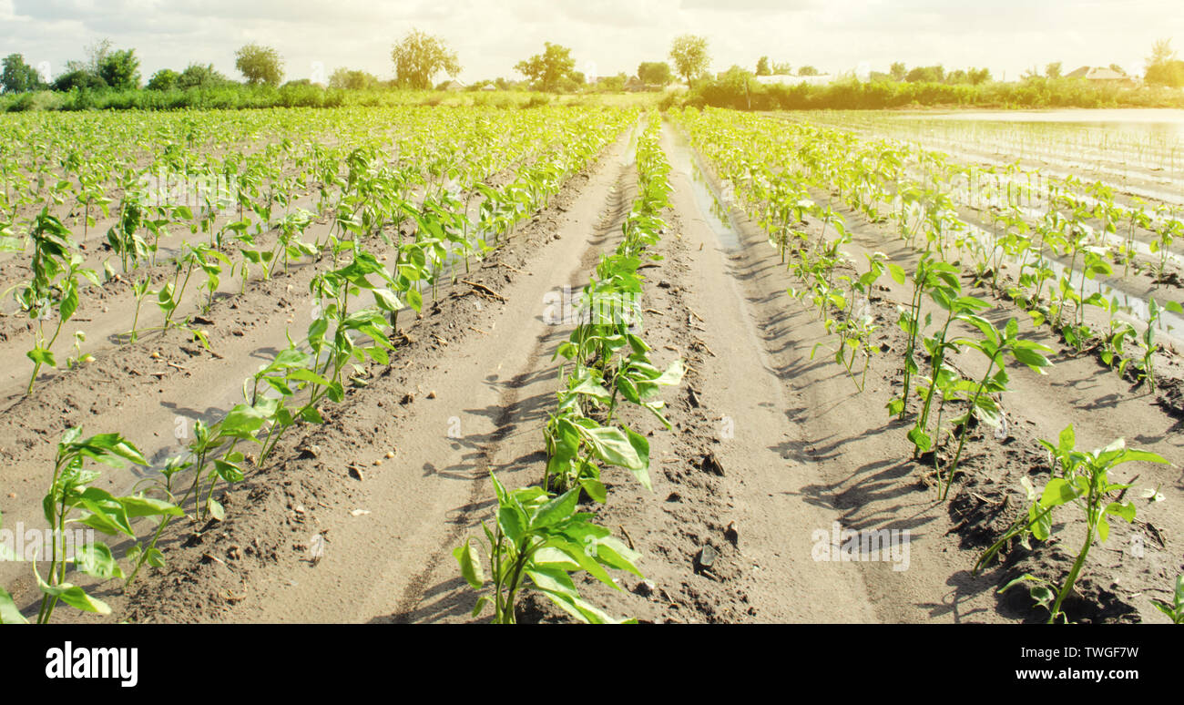 Plantagen der Pfeffer wächst auf dem Feld. Pflanzliche Zeilen. Landwirtschaft Die Landwirtschaft. Landschaft mit landwirtschaftlichen Flächen. Kulturpflanzen. Ukraine, Kherson Region. Selec Stockfoto