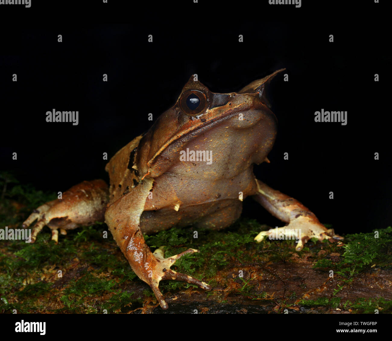 Malaiische leaf Frog, Megophrys nasuta, Stockfoto