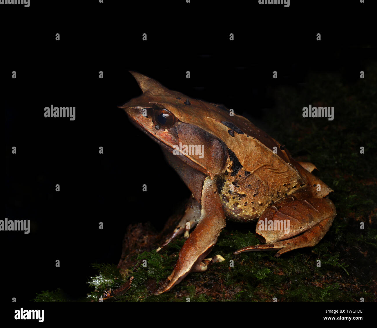 Malaiische leaf Frog, Megophrys nasuta, Stockfoto