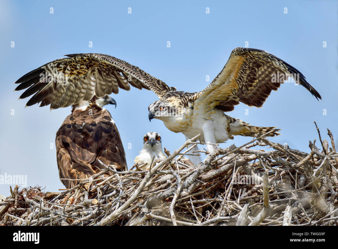 Junge Osprey ist Training ist Flügel in der Lage sein, das Nest zu verlassen und den ersten Flug machen. Stockfoto
