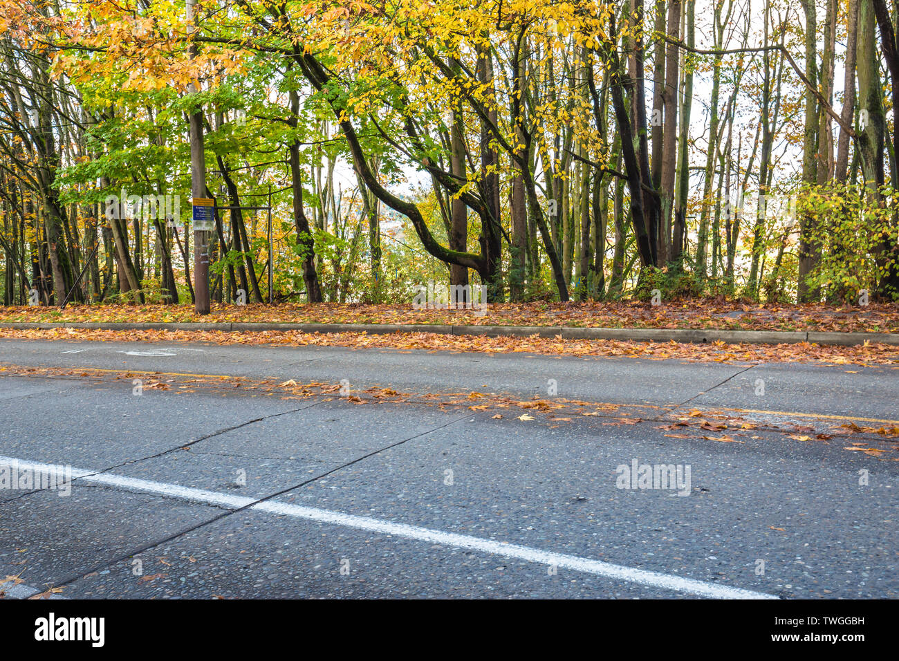 Leere asphaltierten Straße durch den Wald im Herbst in Seattle. Stockfoto