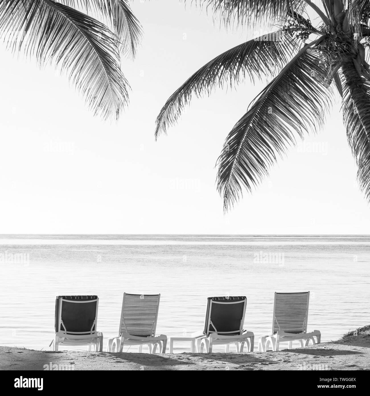 Palmen am tropischen Strand mit Liegestühlen im Sand mit Blick auf das Wasser in atemberaubenden Schwarz und Weiß Stockfoto