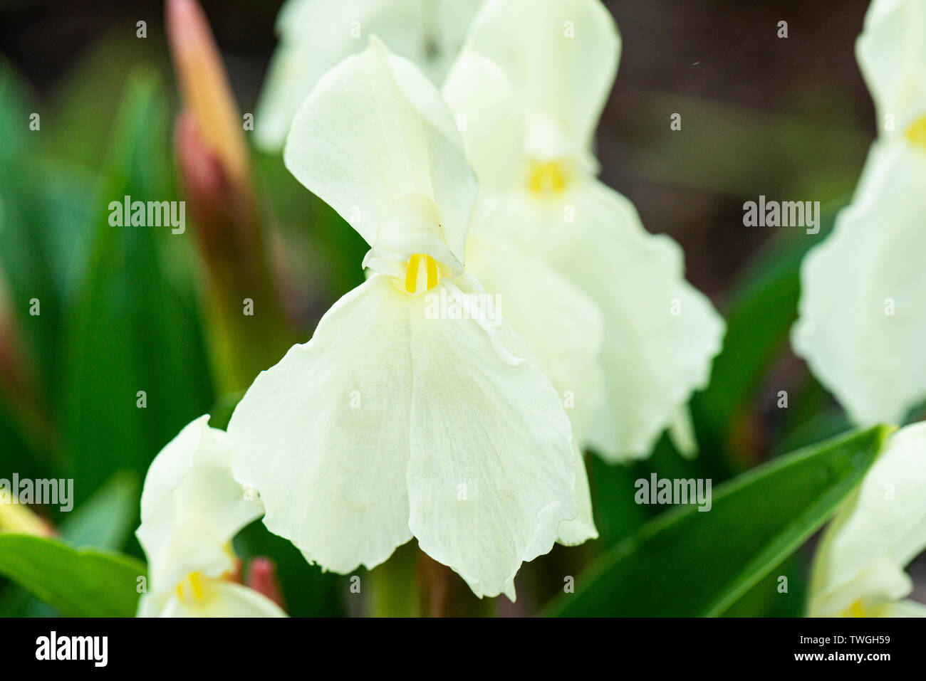 Roscoea 'Kew Beauty' Stockfoto