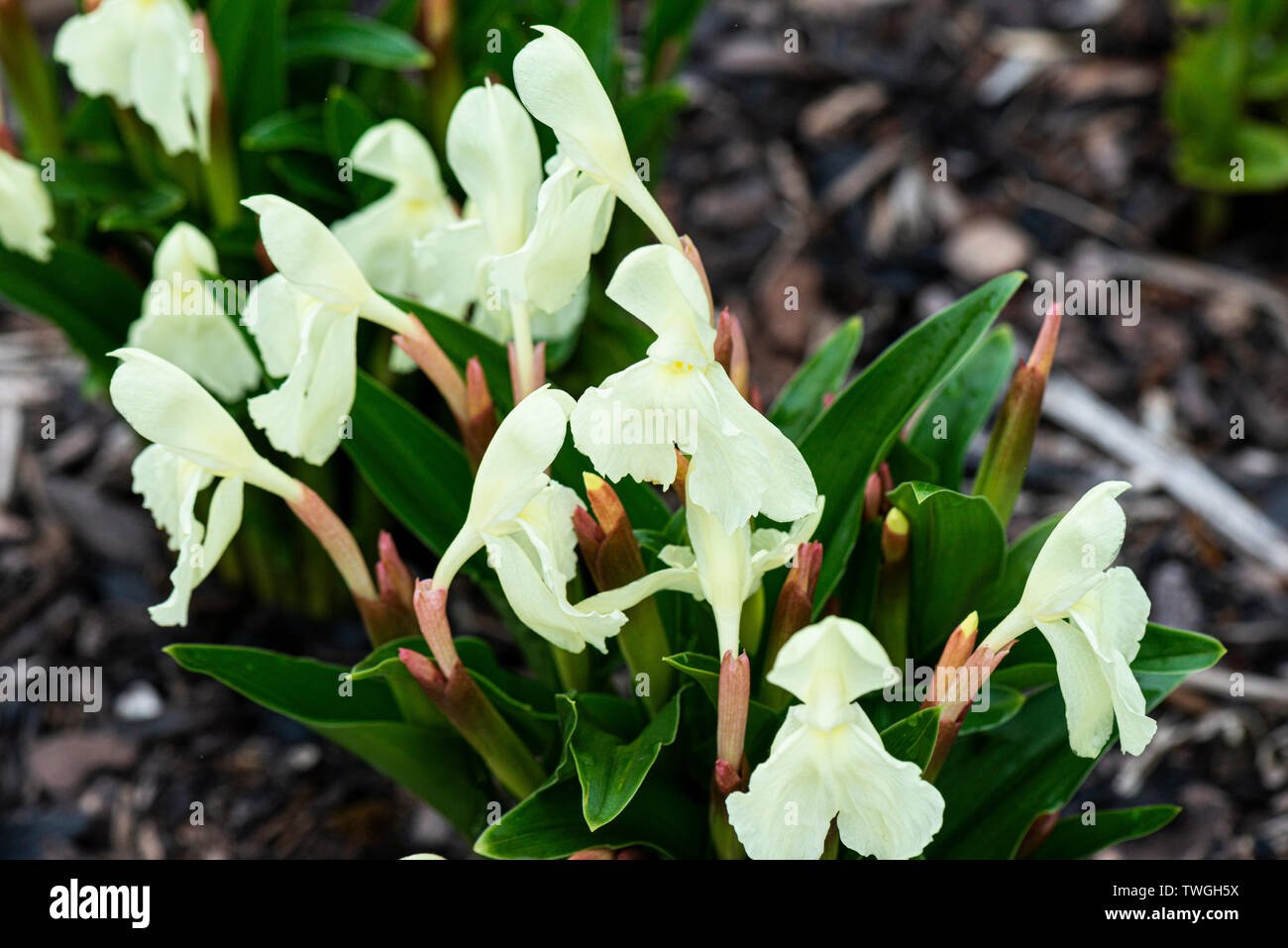 Roscoea 'Kew Beauty' Stockfoto