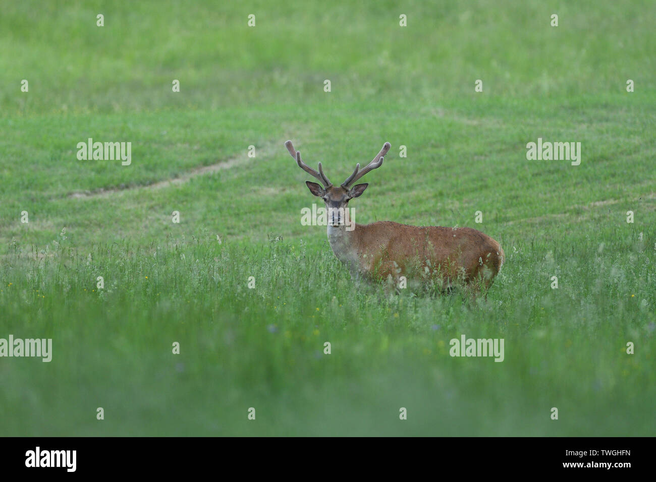 Porträt einer Hirsche mit Geweihen, die auf einer Wiese im Frühjahr Stockfoto