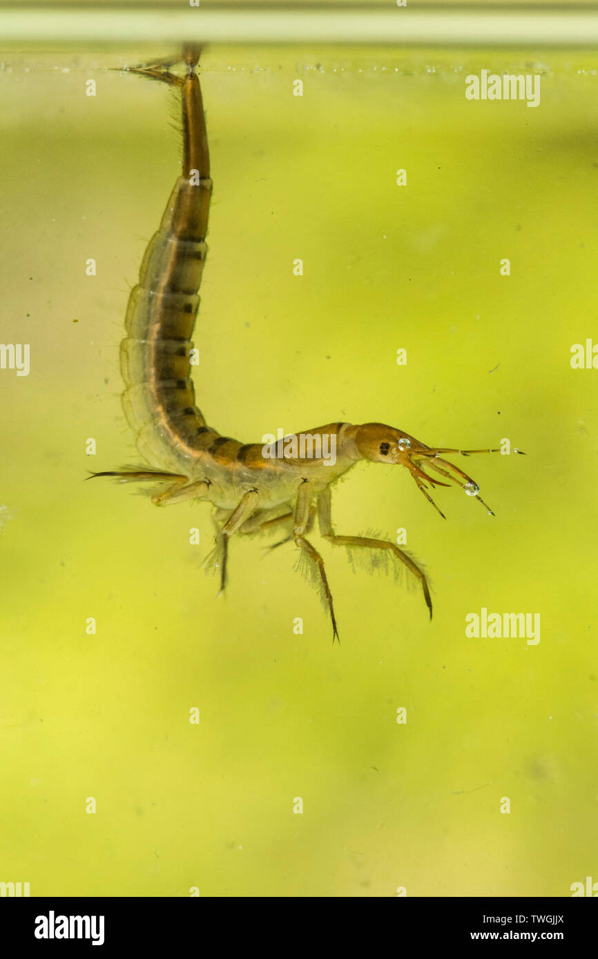 Tolles Tauchen Käfer, Dytiscus spp., Nymphe, Larve, unter Wasser, hängen von der Oberfläche Wasser Spannung, die Atmung durch Schwanz, Sussex, UK. Stockfoto