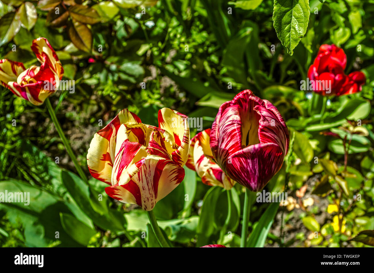Schön Fading, bunte mit großen Köpfen Frühling Tulpen im Garten u. Pflanzen bunte Stockfoto