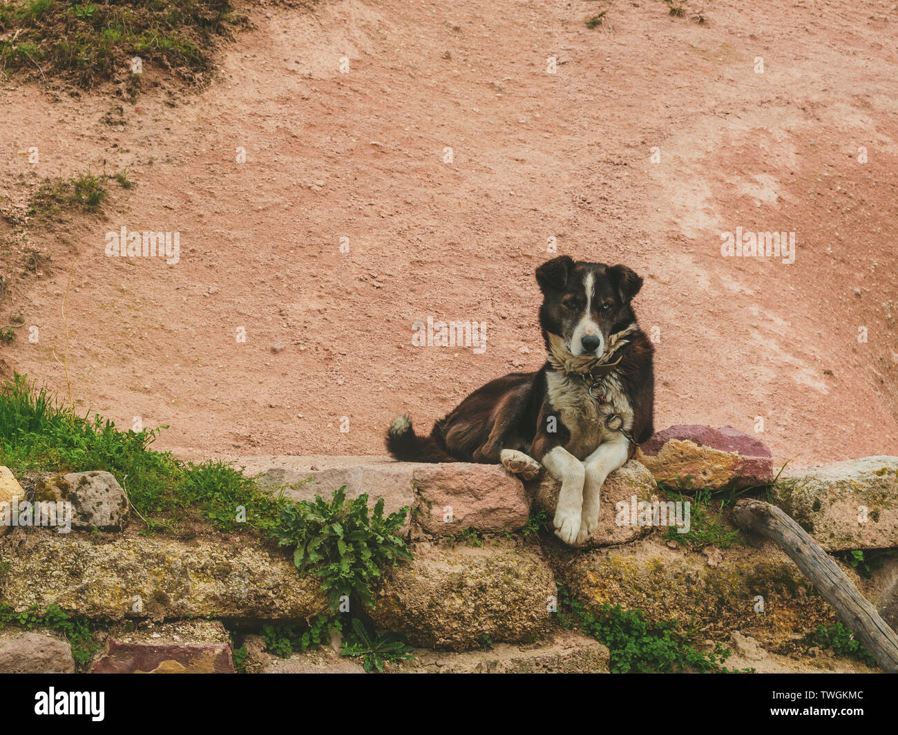 Watchdog mongrel Hund liegt auf einem Stein bändigen Stockfoto