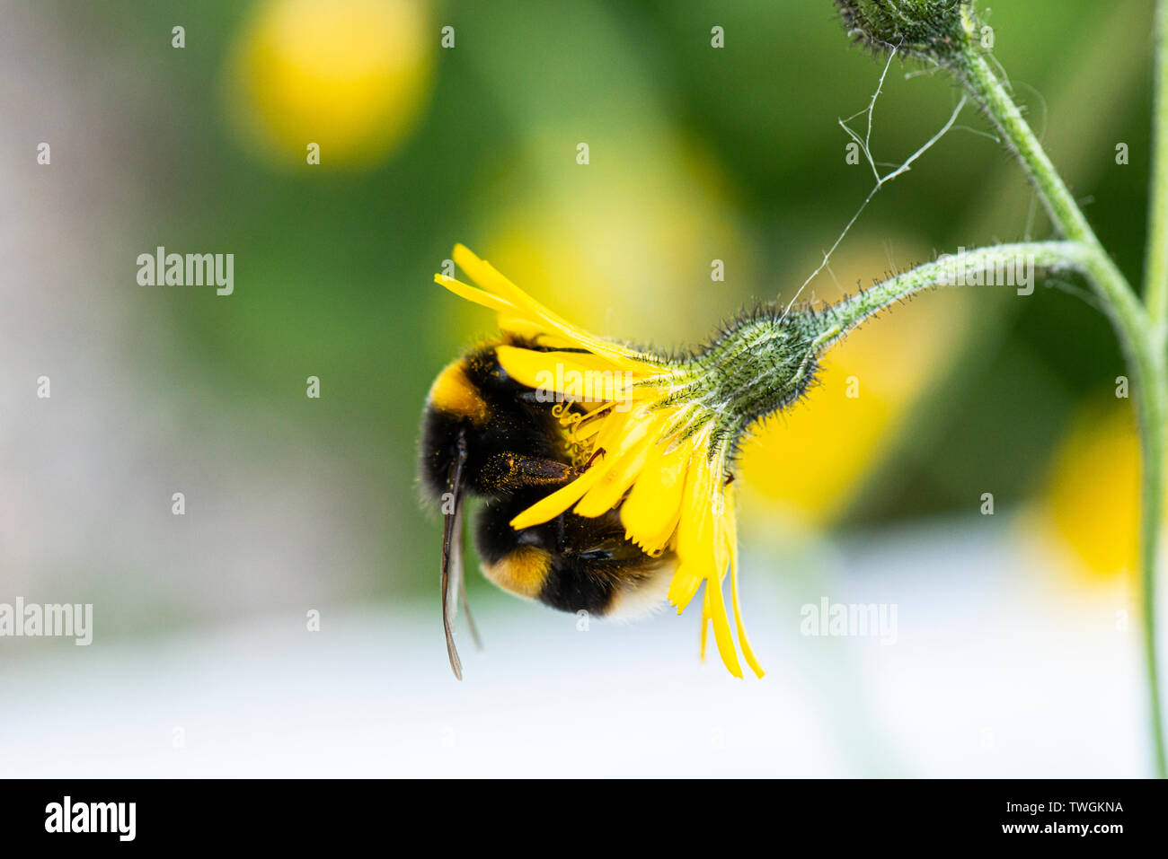 Eine Hummel auf der Blume eines Snowdonia Habichtskraut (Hieracium snowdoniense) Stockfoto