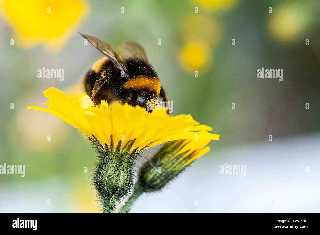 Eine Hummel auf der Blume eines Snowdonia Habichtskraut (Hieracium snowdoniense) Stockfoto