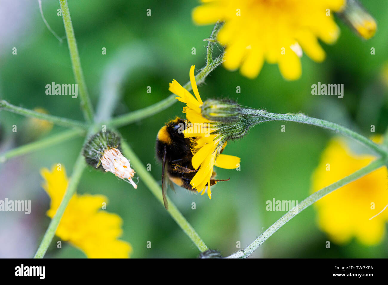 Eine Hummel auf der Blume eines Snowdonia Habichtskraut (Hieracium snowdoniense) Stockfoto