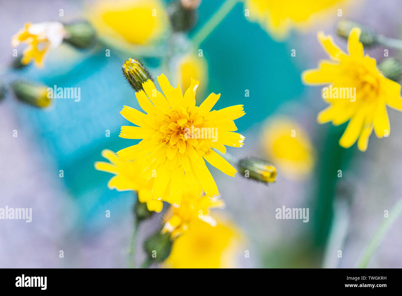 Die Blumen des Snowdonia Habichtskraut (Hieracium snowdoniense) Stockfoto