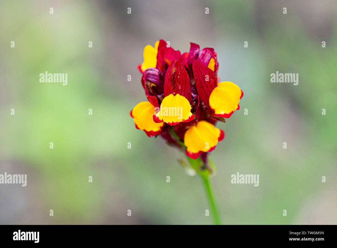 Gebratene Toadflachs 'Flamenco' (Linaria reticulata 'Flamenco') Stockfoto