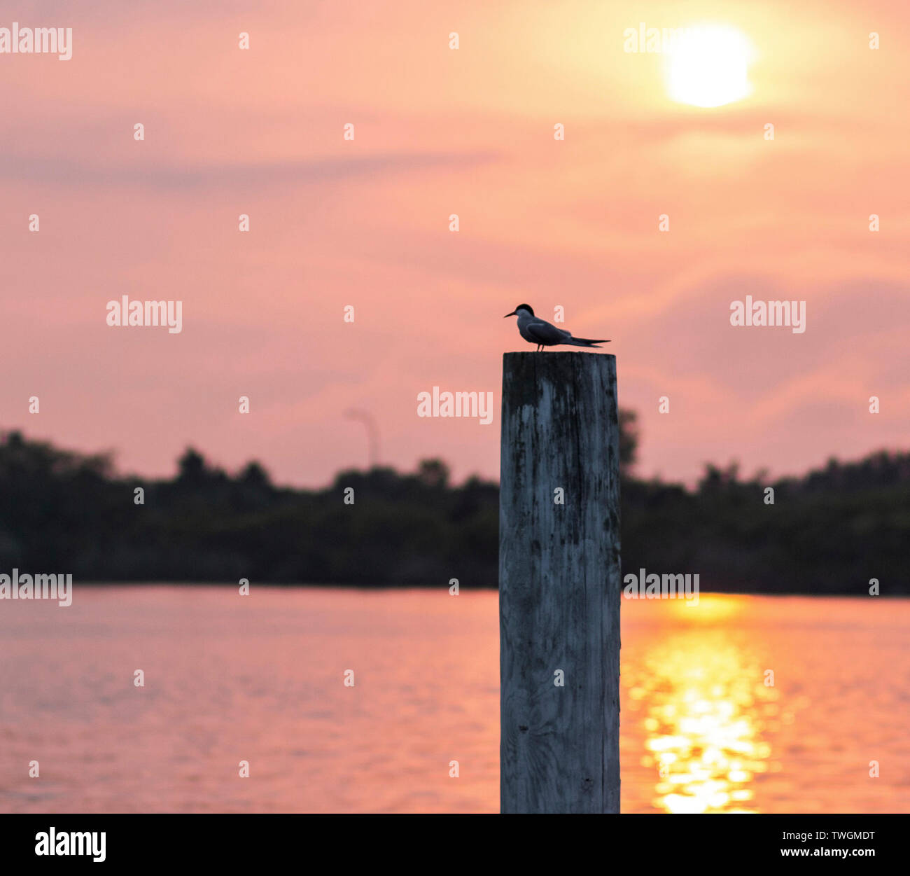 Eine einzelne flussseeschwalbe steht auf einem Ramm mit Blick auf das Wasser, die Sonne und auf dem Wasser widerspiegeln. Stockfoto